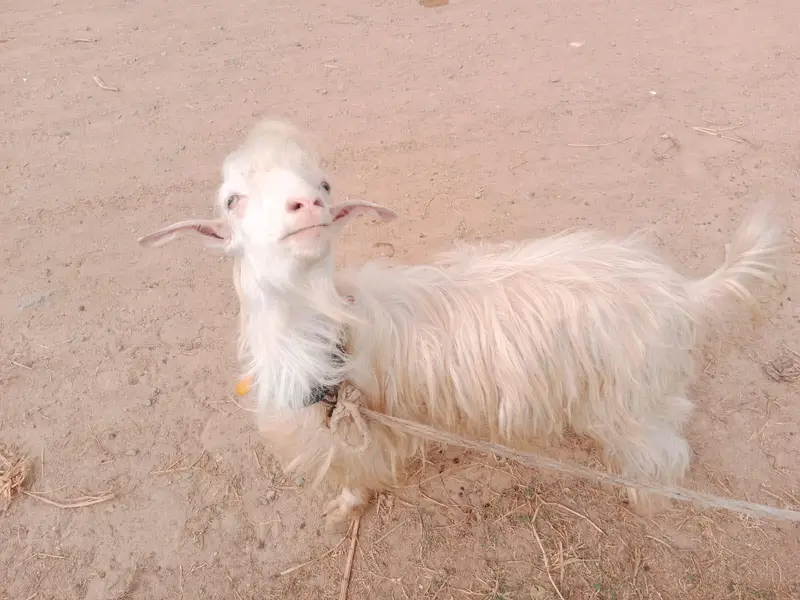 Bantam goats — photo 6