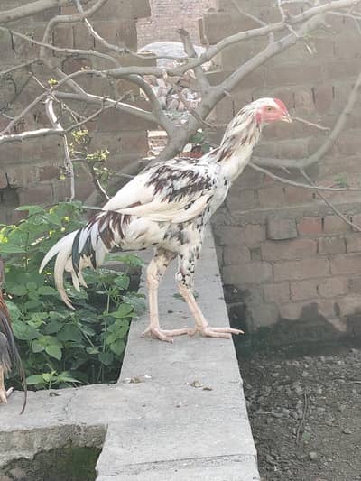 Seal Murgha For Sale