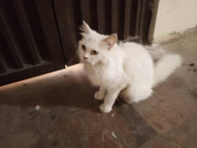 cat for sale
