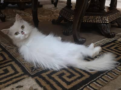 female cat ,double coat