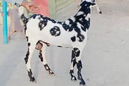 Desi Bakra For Sale/// O37O48I5729