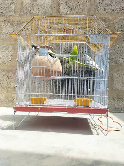 buddgies pair with cage for sale Whatsapp no 03413232265