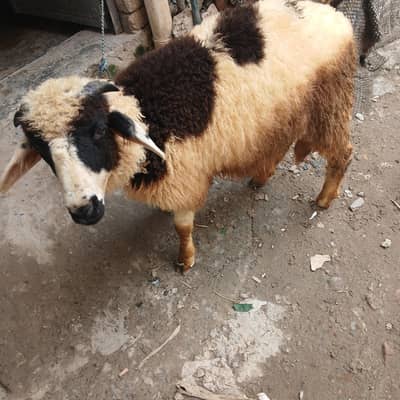 long tail sheep for sale