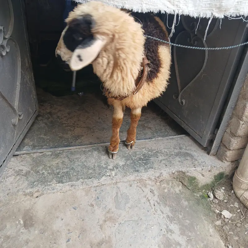 long tail sheep for sale — photo 2