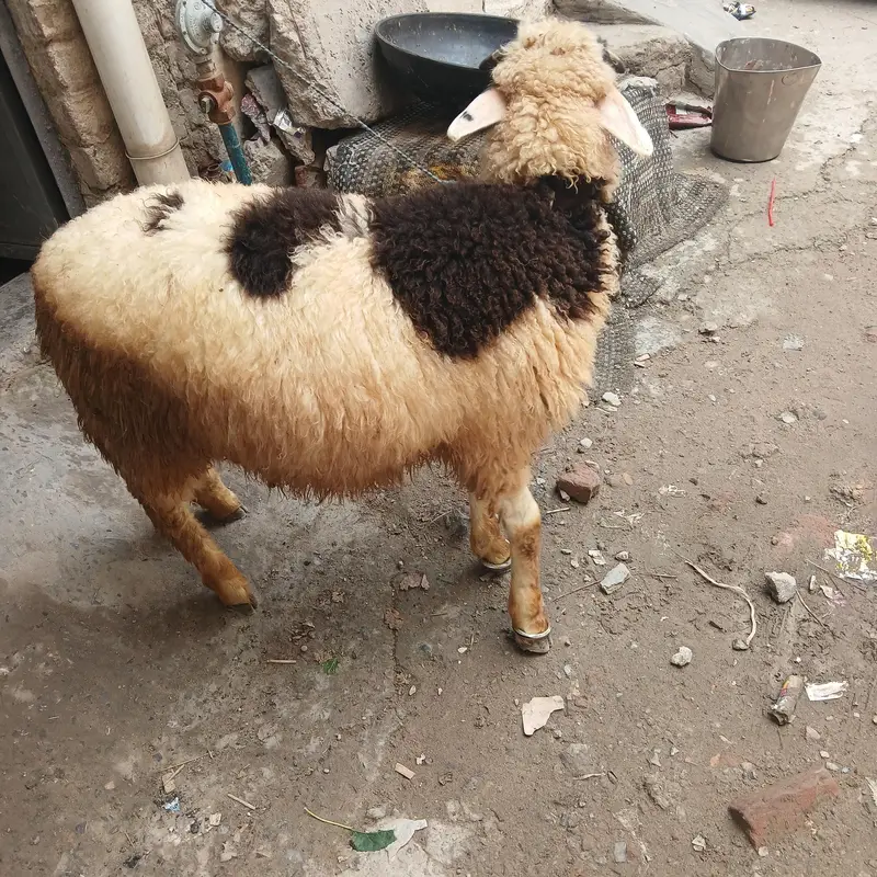 long tail sheep for sale — photo 3