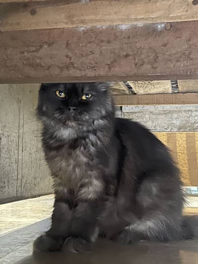 Persian cat for sale