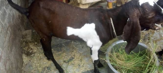 Good condition and In better payment
