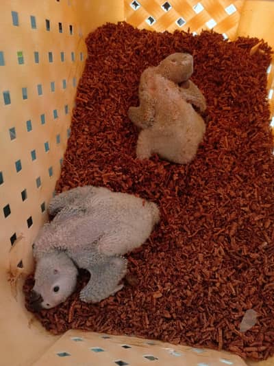 GreY parrot ChiCks
