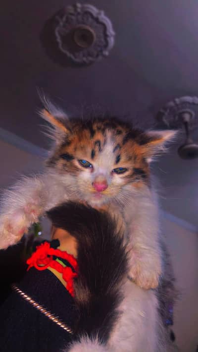Selling Persion kittens