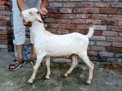 Tedda Bakra