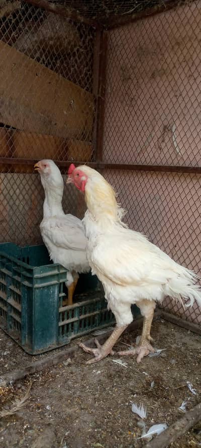 Aseel Heera Qandari Galva Pair