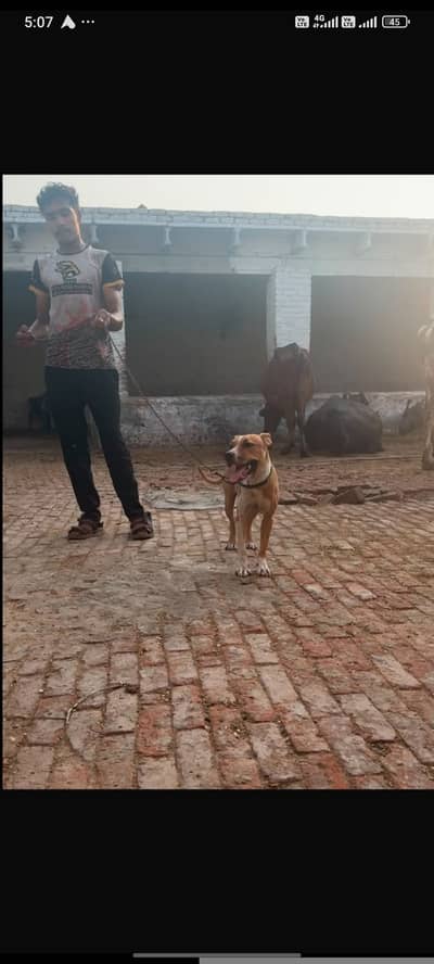 Pitbull bitch for sale urgent