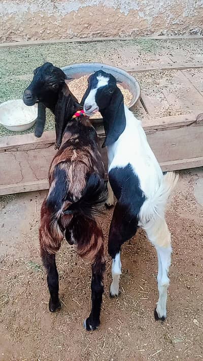 Bakra & bakri pair for sale