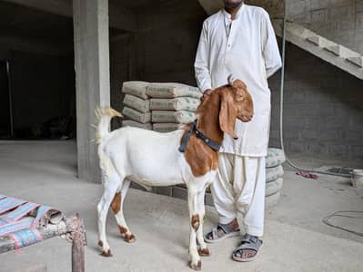 Beautiful and Active goat