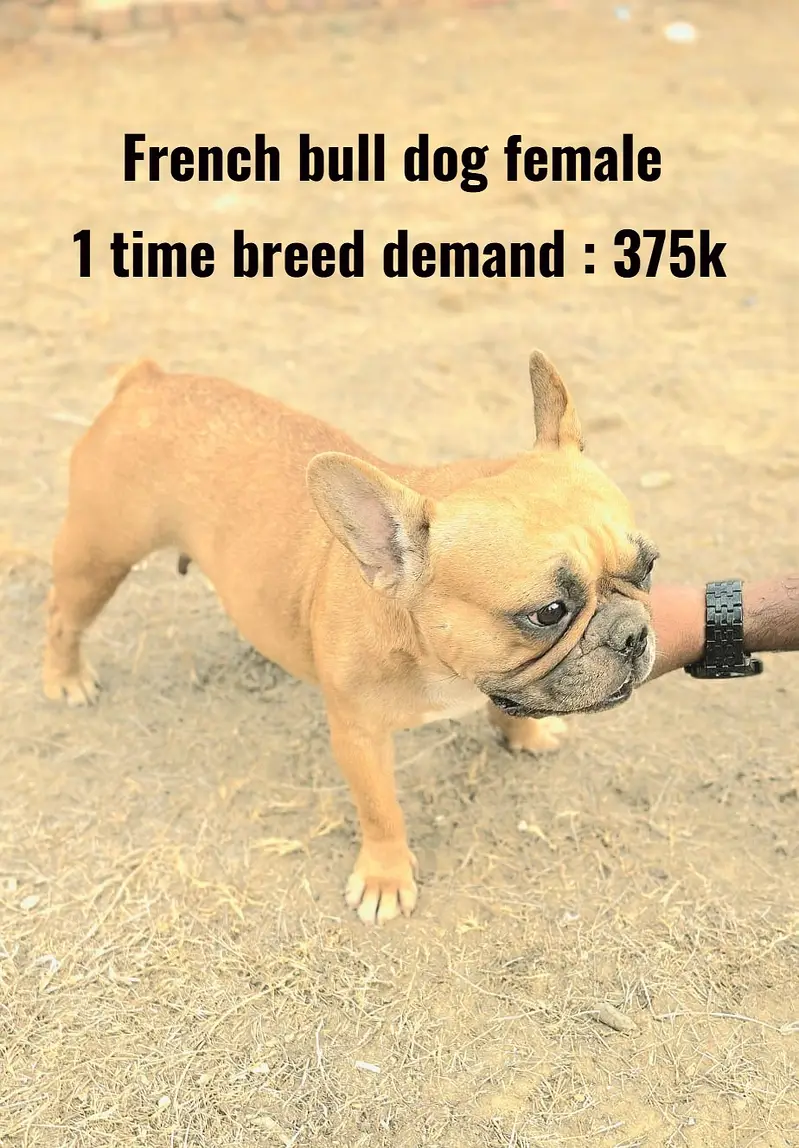 French bulldog  Female | Dogo Argentino  Female | DOG FOR SALE