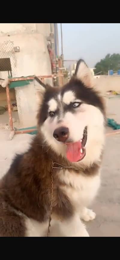 Pure Siberian Husky for Sale | Blue Eyes | Healthy & Active |