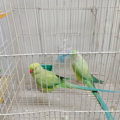 Selling this pair with cage in 25k