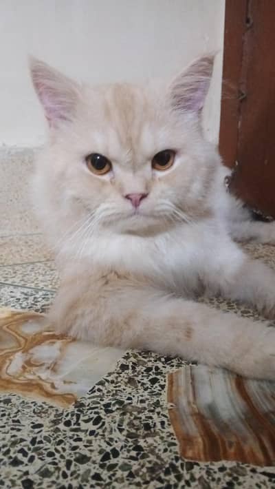 percian male cat Derh sal ka h