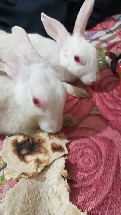 5 Rabbit. 3 Male,, 2 lack and white