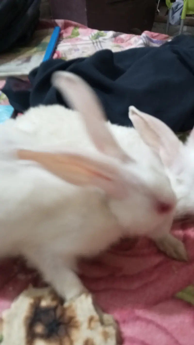 5 Rabbit. 3 Male,, 2 female — photo 2