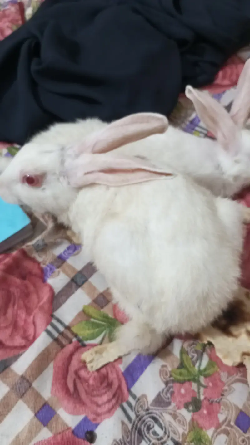5 Rabbit. 3 Male,, 2 female — photo 3