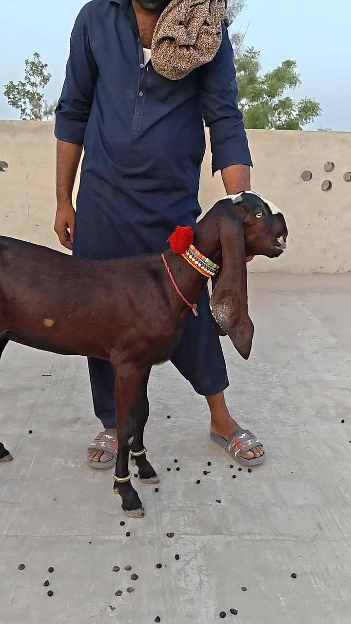 ناگرا پٹ فور سیل ////03369794037 0