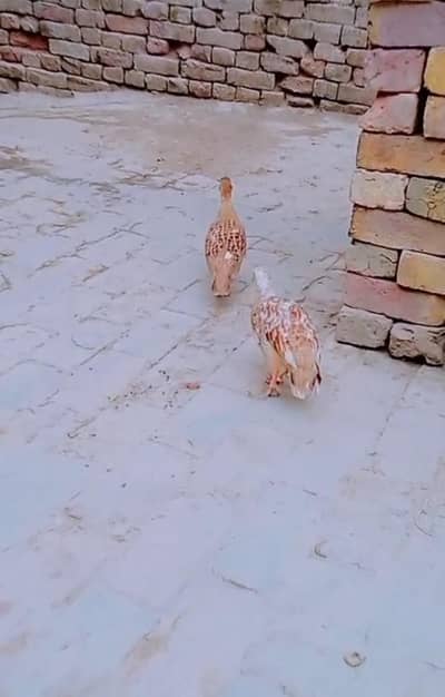 Irani | Dakhni | Black Bird for sale