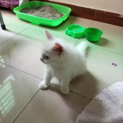 adorable cat