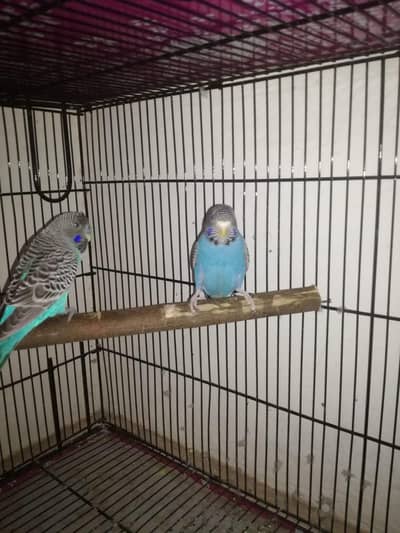 Best Quality Black face Budgies For Sale in cheap Price