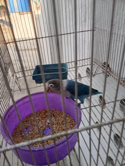 2500 for sale