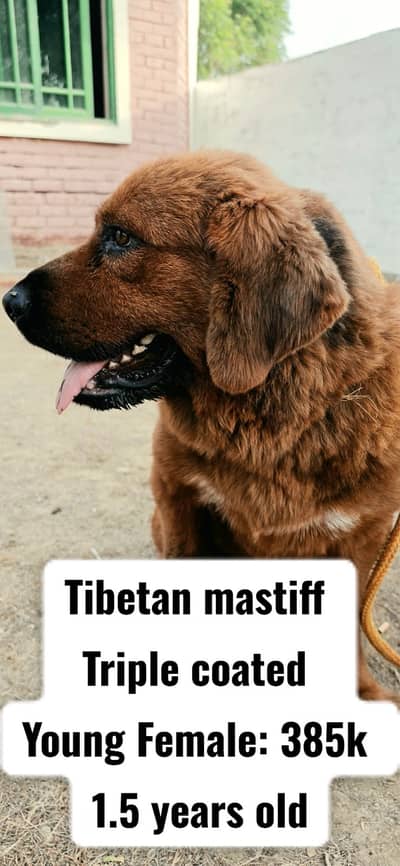 Tibetan mastiff | Alabai | Alabai MALE | Alabai FEMALE | BREEDER