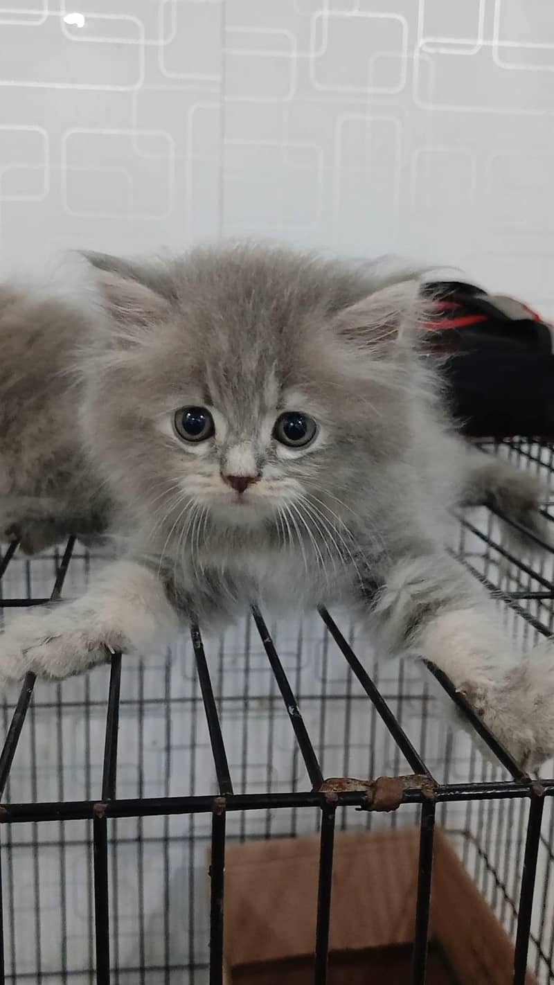 full persian 0