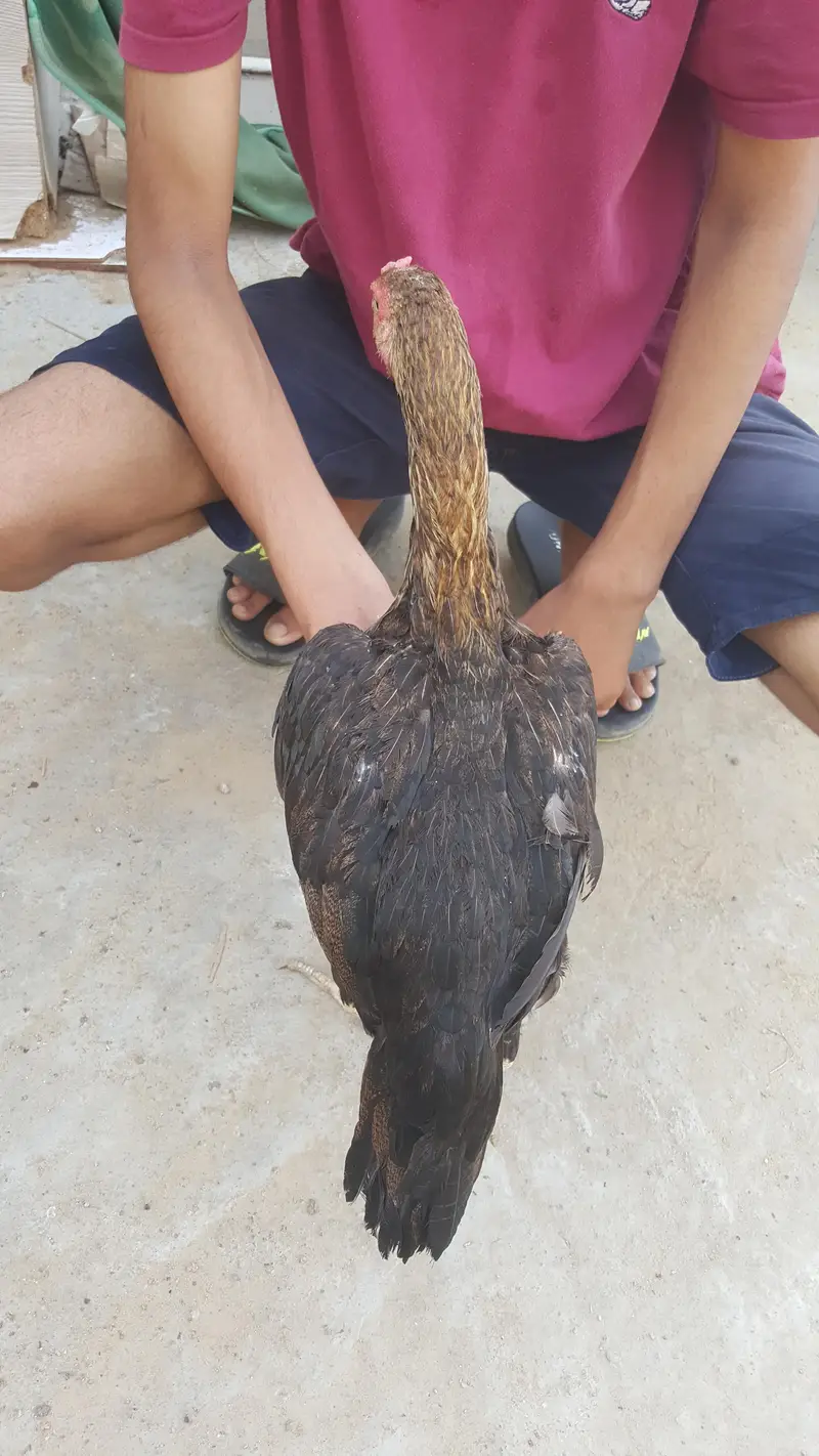 aseel murgi Koi Bimari Nahin Hai murgi okay hai — photo 2