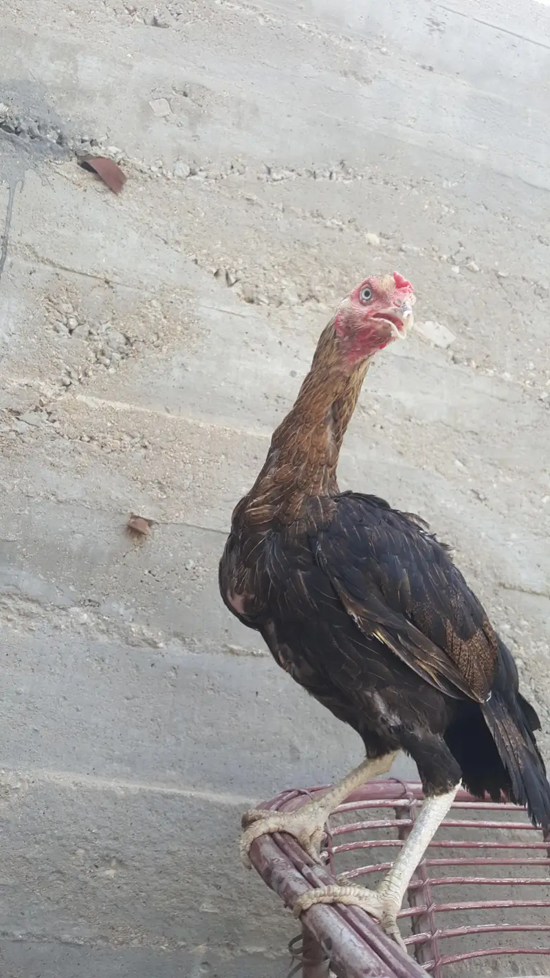 aseel murgi Koi Bimari Nahin Hai murgi okay hai — photo 3