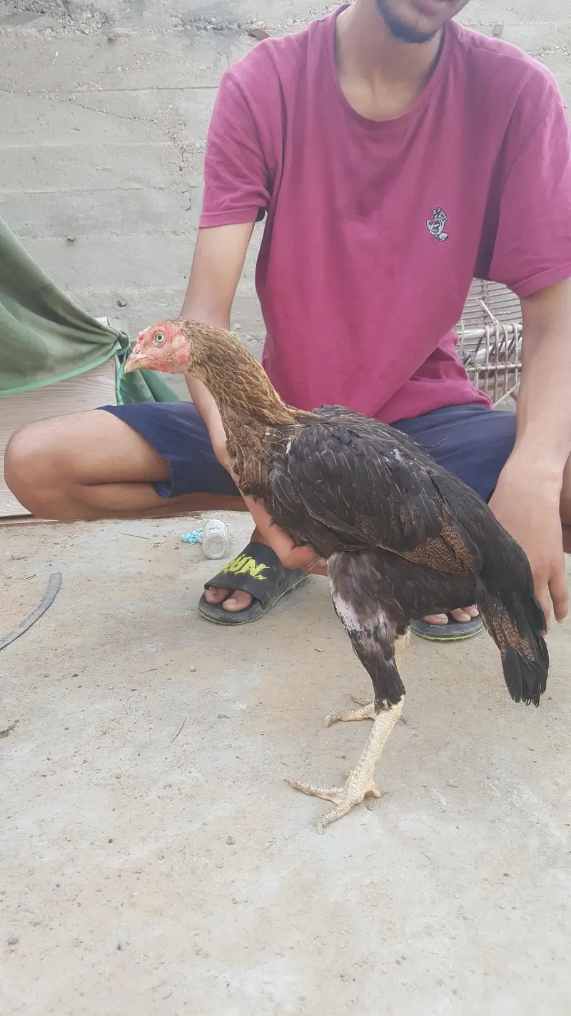 aseel murgi Koi Bimari Nahin Hai murgi okay hai — photo 4