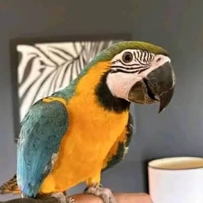 Tame & playful bird