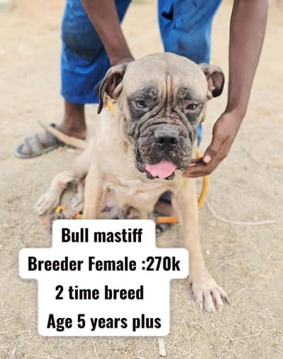 Bull mastiff FEMALE | Great dane FEMALE | Breeder females for sale