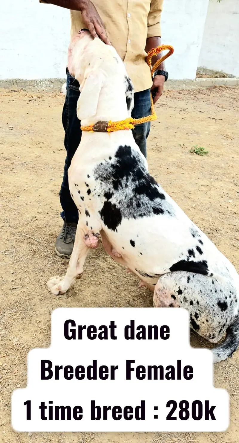 Bull mastiff FEMALE | Great dane FEMALE | Breeder females for sale — photo 2