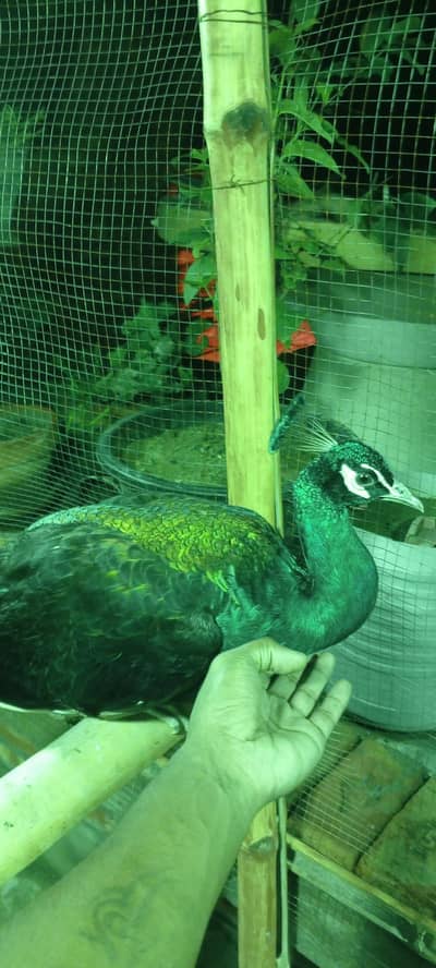 full healthy bredar male full team ha 03234108205
