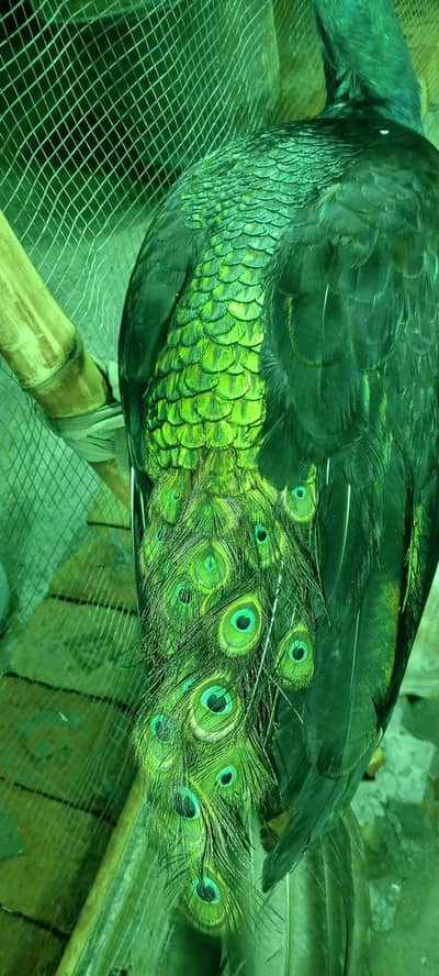 full healthy bredar pair paid female black sholdar mail ha 03234108205