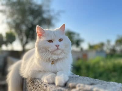 Persian cat for Sale Rawalpindi Rawat Kallar syedan
