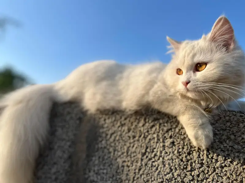 Persian cat for Sale Rawalpindi Rawat Kallar syedan — photo 2