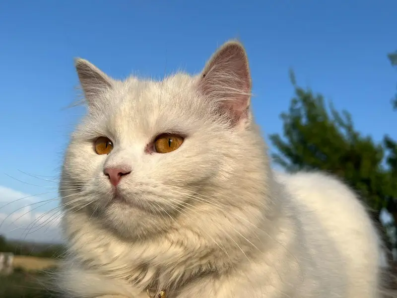 Persian cat for Sale Rawalpindi Rawat Kallar syedan — photo 3