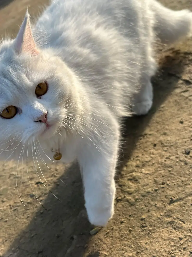 Persian cat for Sale Rawalpindi Rawat Kallar syedan — photo 4