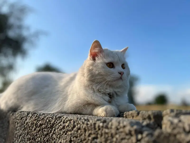 Persian cat for Sale Rawalpindi Rawat Kallar syedan — photo 5