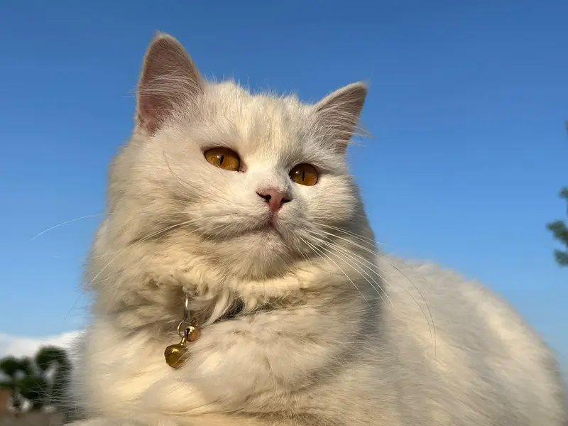 Persian cat for Sale Rawalpindi Rawat Kallar syedan — photo 6