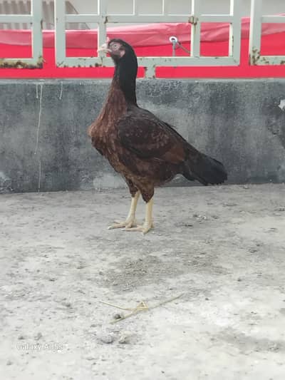 pure asel miawali madi available