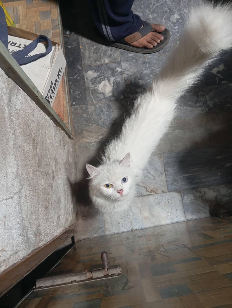 white cat 1