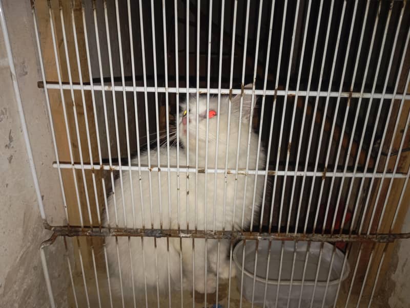 white cat 2