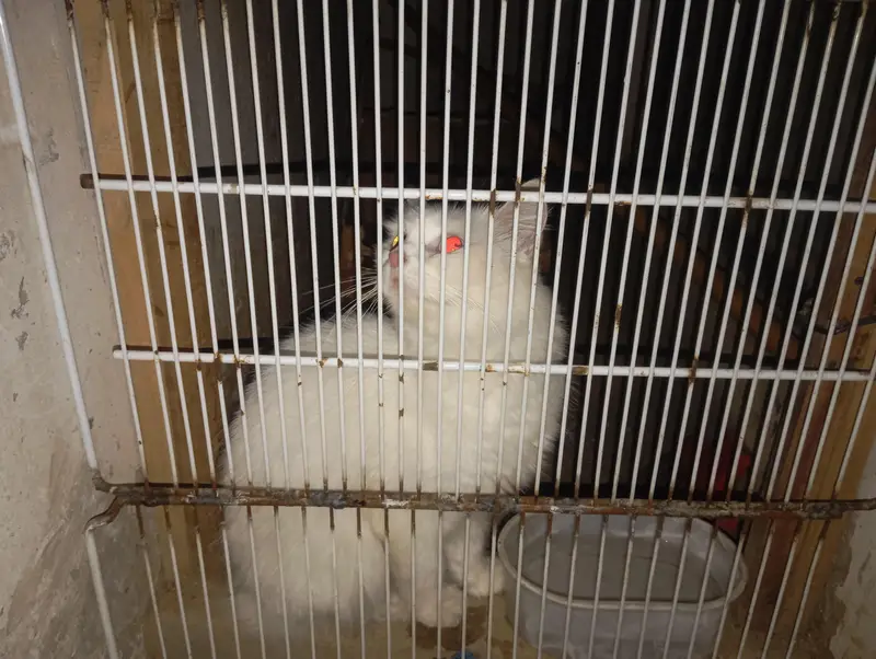 white cat — photo 3
